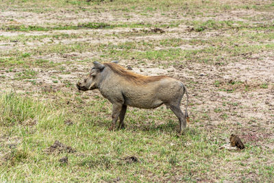 Side view of elephant on field