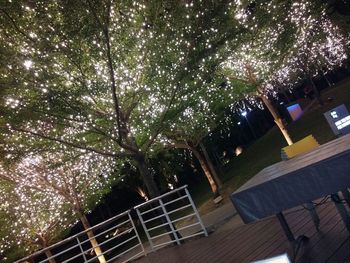 Low angle view of trees