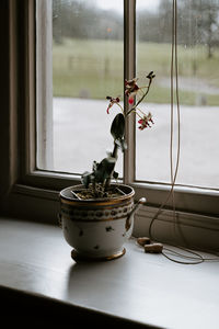 Close-up of potted plant on window sill