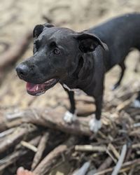 Black dog looking away