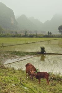 Cows in the rice paddy during fog