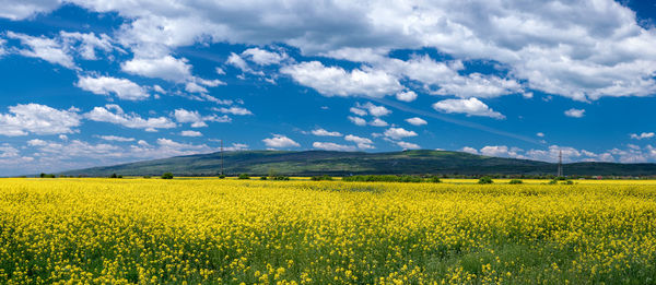 Scenic view of oilseed rape field against cloudy sky