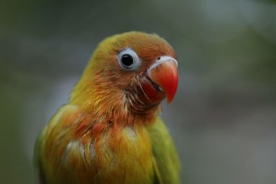 Close-up of parrot