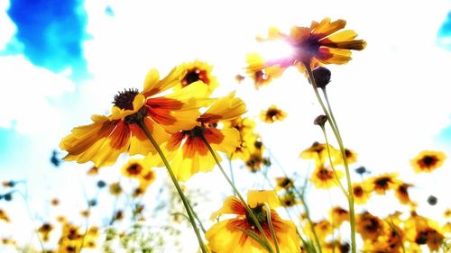 Close-up of bee on cosmos flower against sky