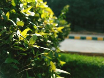 Close-up of fresh green plant