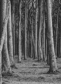 Scenic view of trees in forest