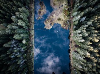 Scenic view of trees against sky