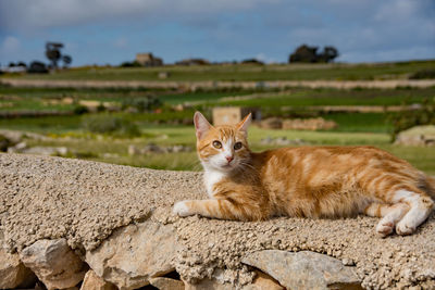 Portrait of cat relaxing on field