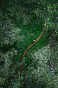 High angle view of trees growing in forest