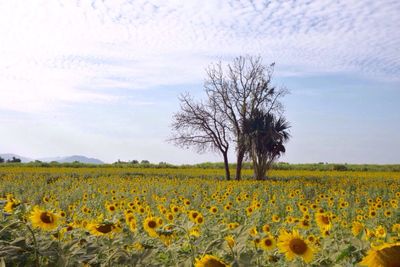 Scenic view of oilseed rape field against sky