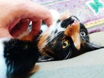 Close-up of cat on bed