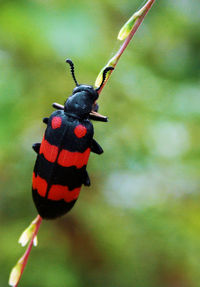 Close-up of insect on leaf