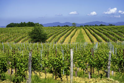 Scenic view of vineyard against sky