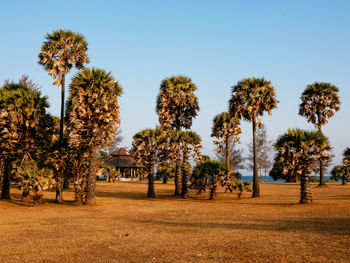 Trees on field against clear sky