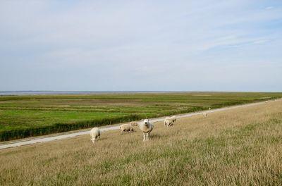 Sheep in a field