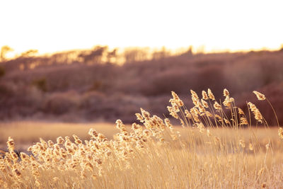 Plants on field against sky during sunset