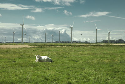 Sheep on field against sky