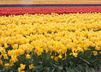 Yellow tulips growing on field