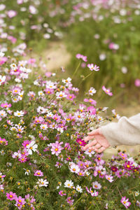 Close-up of pink flowering plants