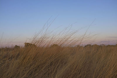 Close-up of wheat field against clear sky