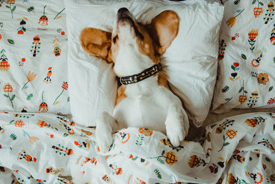 Directly above shot of dog on bed at home