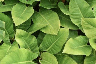 Full frame shot of leaves