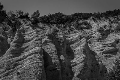 Trees growing on land against sky