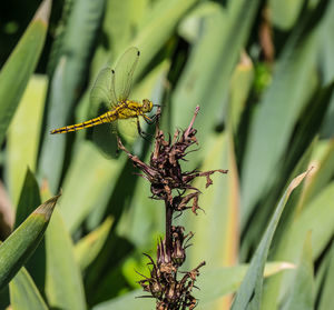 Close-up of insect on plant