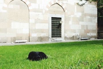 Horse on grassy field