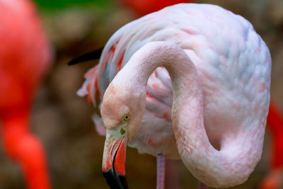 Close-up of flamingo