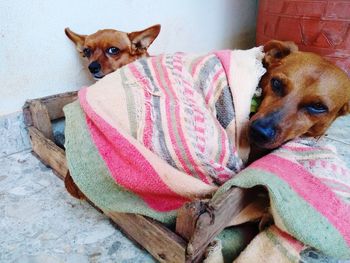 Portrait of dog lying on blanket at home