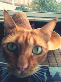 Close-up portrait of cat