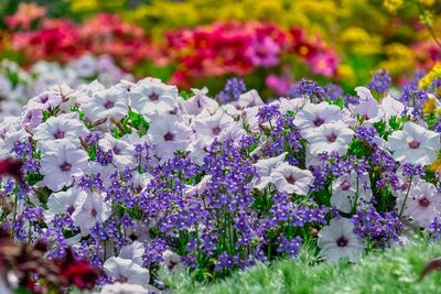 Close-up of purple flowering plants on field