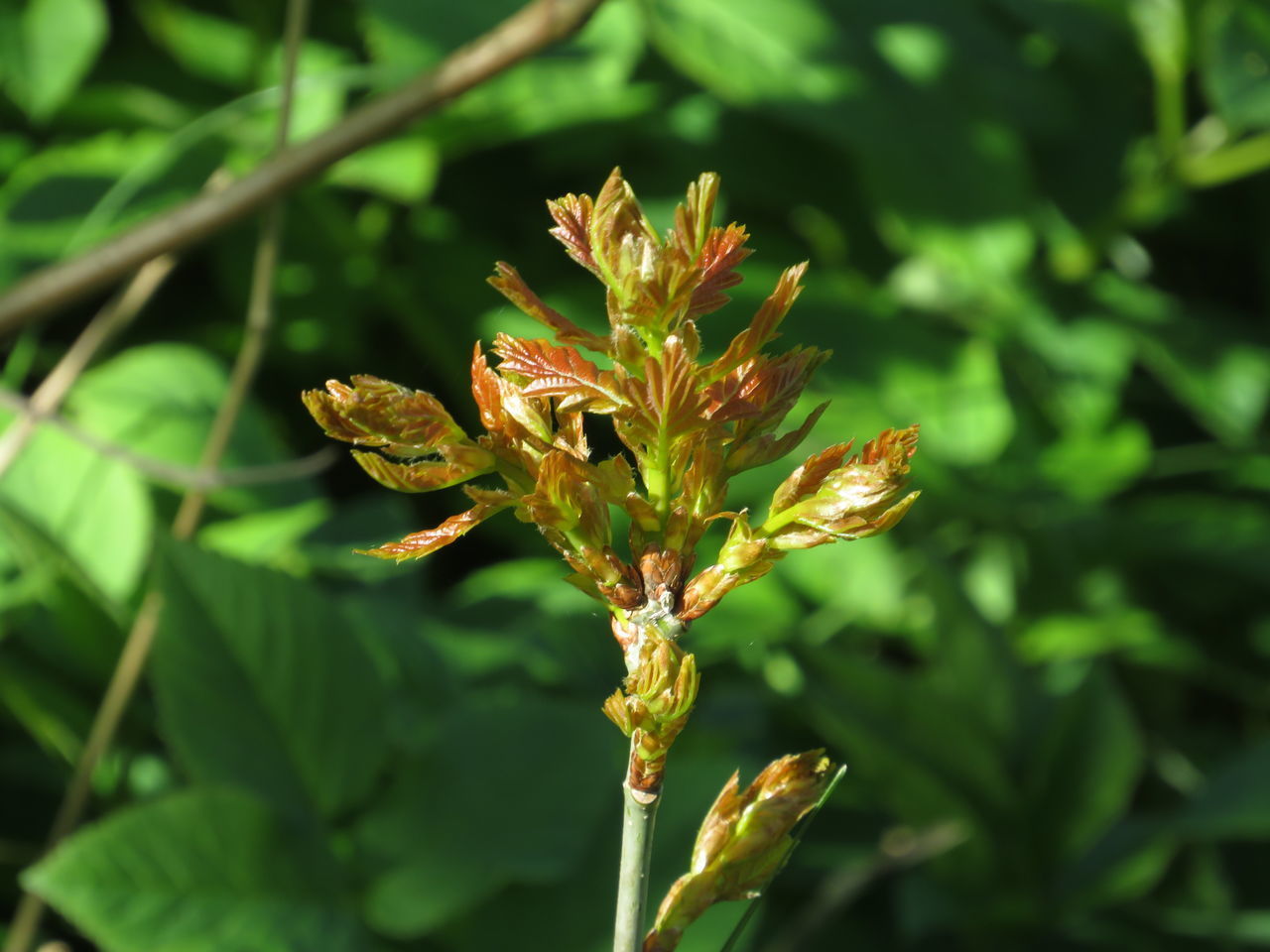 CLOSE-UP OF FLOWERING PLANT AGAINST WHITE WALL