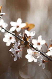 Close-up of white cherry blossoms