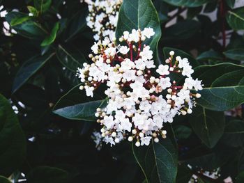 Close-up of white flowers blooming outdoors