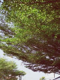 Reflection of trees in lake