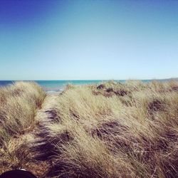 Scenic view of sea against clear sky