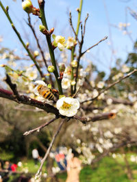 Close-up of cherry blossom