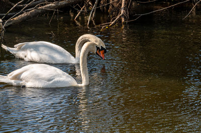 swan