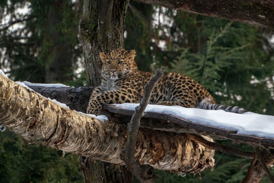 View of giraffe resting on tree