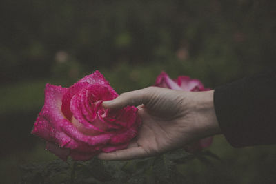 Close-up of hand holding pink rose