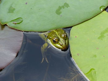 High angle view of turtle in water