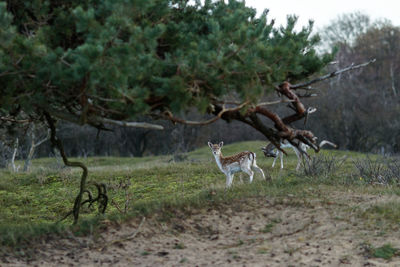 Deer in a forest