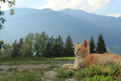 Portrait of a kitten in front of mountains.