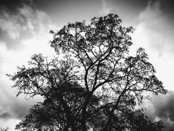 Low angle view of tree against sky