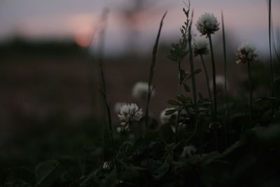 Close-up of plant growing on field