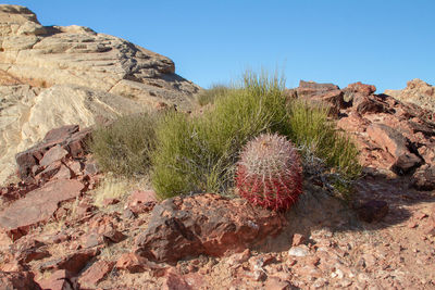 Rock formation and red barrel cactus in desert against blue sky