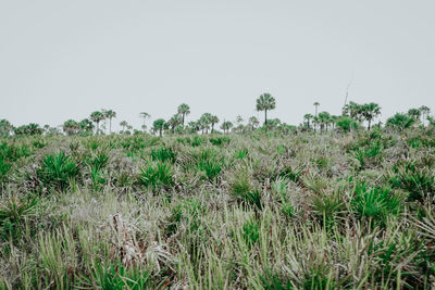 Plants on field against clear sky