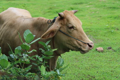 A cow on green lawn in the farm.